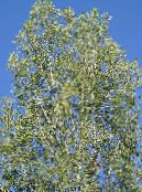 Plantas de jardín Álamo, Populus foto, características claro-verde