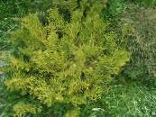 ヒバ、偽ヒノキ科クロベ属の常緑樹、日本エルクホーンヒノキ
