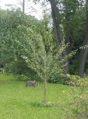 Чазенія (Chosenia) светла зялёны, характарыстыка, фота