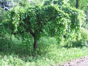 Mulberry (Morus) grøn, egenskaber, foto