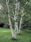 Ogrodowe Rośliny Brzozowy, Betula zdjęcie, charakterystyka zielony