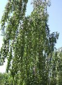 Градински цветя Бреза, Betula снимка, характеристики зелен