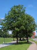 園芸植物 灰の木, Fraxinus フォト, 特性 緑色