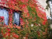 des plantes de jardin Le Lierre De Boston, Vigne Vierge, Woodbine, Parthenocissus photo, les caractéristiques rouge