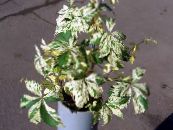 Κισσός, Αναρριχητικό Φυτό Της Βιρτζίνια, Woodbine (Parthenocissus) ποικιλόχρωμος, χαρακτηριστικά, φωτογραφία