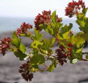 Ninebark Orientale (Physocarpus opulifolius) vert, les caractéristiques, photo