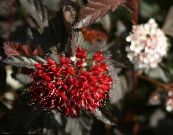 Садовые Растения Пузыреплодник калинолистный, Physocarpus opulifolius фото, характеристика бордовый