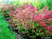 Le piante da giardino Euonymus foto, caratteristiche rosso