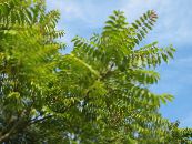 Arbre Du Ciel, Sumac Chinois, Puer Arbre (Ailanthus altissima) vert, les caractéristiques, photo