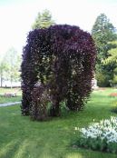 常见的榉木，欧洲榉木 (Fagus sylvatica) 勃艮第, 特点, 照片