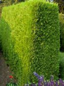 Leyland Cypress (Cupressocyparis) gulur, einkenni, mynd