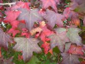 Le piante da giardino Sweetgum, Gomma Rosso, Liquido Ambrato, Liquidambar foto, caratteristiche verde