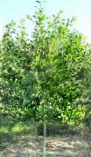 Kwaśna Guma, Blackgum, Tupelo, Pepperidge (Nyssa sylvatica) zielony, charakterystyka, zdjęcie