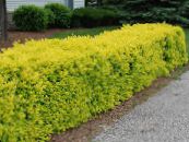 Plantas de jardín Ligustro, Ligustro Dorado, Ligustrum foto, características amarillo