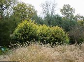 Садові Рослини Бирючина, Ligustrum фото, характеристика жовтий