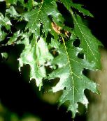 Ąžuolas (Quercus) tamsiai žalia, charakteristikos, nuotrauka