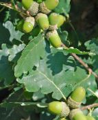Plandaí Gairdín Dair, Quercus grianghraf, saintréithe glas