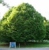 Grab (Carpinus betulus) zielony, charakterystyka, zdjęcie