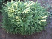 Бақша Өсімдіктер Spruce Жастығы, Picea abies фото, сипаттамалары көкшіл