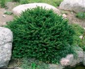 Бақша Өсімдіктер Spruce Жастығы, Picea abies фото, сипаттамалары жасыл