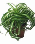 Spinne Pflanze (Chlorophytum) Grasig gesprenkelt, Merkmale, foto