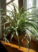 Интериорни растения Паяк Растителна, Chlorophytum снимка, характеристики на петна