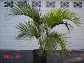 Sisäkasvit Kihara Palmu, Kentia Palmu, Paratiisi Palmu puut, Howea kuva, ominaisuudet vihreä