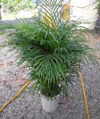 Hrysalidocarpus (?hrysalidocarpus)  roheline, omadused, foto