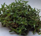Sisäkasvit Cyanotis kuva, ominaisuudet vihreä