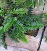 Holly Ormbunke (Cyrtomium) Örtväxter mörk-grön, egenskaper, foto