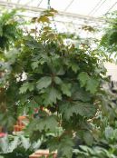 Druva Murgröna, Eklöv Murgröna (Cissus) Ampelväxter mörk-grön, egenskaper, foto