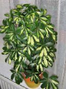 Krukväxter Paraply Träd, Schefflera foto, egenskaper spräcklig