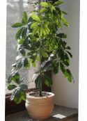 Sisäkasvit Sateenvarjo Puu, Schefflera kuva, ominaisuudet vihreä