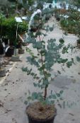 Kamerplanten Eucalyptus boom foto, karakteristieken groen