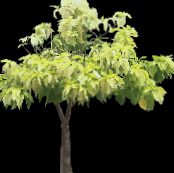 Затворени погони Писониа дрвета, Pisonia фотографија, карактеристике светло-зелен