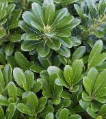 des plantes en pot Laurier Japonais, Pittosporum Tobira des arbustes photo, les caractéristiques vert