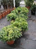 Pokojowe Rośliny Pittosporum (Pittosporum) krzaki zdjęcie, charakterystyka zielony