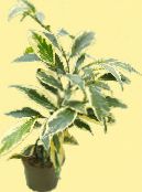 屋内植物 Cleyera 低木 フォト, 特性 モトリー