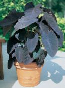 Colocasia, Taro, Cocoyam, Dasheen  Herbaceous Plant claret, characteristics, photo