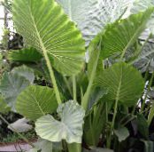 Plantas de interior Colocasia, Taro, Cocoyam, Dasheen foto, características verde