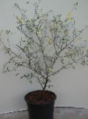 屋内植物 Corokia 木 フォト, 特性 銀色