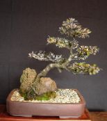 Indendørs planter Corokia træ foto, egenskaber sølvfarvede