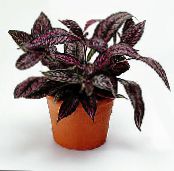Persian Shield (Strobilanthes dyerianus) Herbaceous Plant motley, characteristics, photo