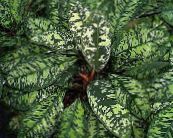 Pokojové rostliny Homalomena fotografie, charakteristiky kropenatý