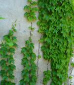 Sisäkasvit Pippuri Viiniköynnöksen, Posliini Marja liaani, Ampelopsis brevipedunculata kuva, ominaisuudet vihreä