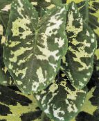 Pokojové rostliny Sloni Ucho, Alocasia fotografie, charakteristiky kropenatý