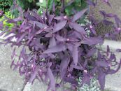 Violeta Sirds Klīstot Jew (Setcreasea) Karājas Augs purpurs, raksturlielumi, foto