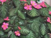Innendørs planter Flamme Fiolett, , Episcia bilde, kjennetegn mørk grønn
