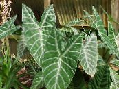 Malanga, Yautia (Xanthosoma) Örtväxter spräcklig, egenskaper, foto