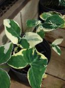 Indoor plants Malanga, Yautia, Xanthosoma photo, characteristics motley